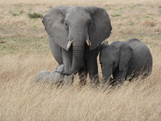 Familia elefantes africanos 