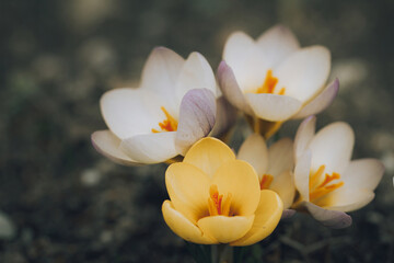 Spring flower background, first flowers.