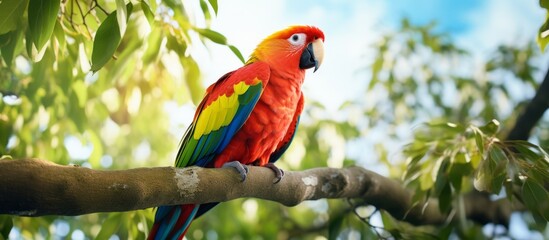 Vividly colored parrot with vibrant feathers perched gracefully on a sturdy tree branch in a lush green forest