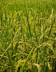 Fototapeta premium produce grains of jasmine rice on field