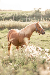 little cute chestnut Dartmoor pony horse with beautiful light