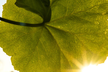Geranium leaf at sunrise; Laramie, Wyoming - 774151153