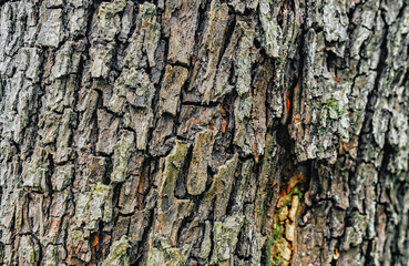 Background of the bark of an apple tree. Dry tree bark scales in forest