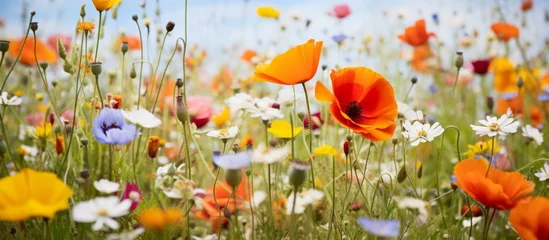 Poster Various vibrant flowers of different colors bloom abundantly in the picturesque field under the clear sky © AkuAku