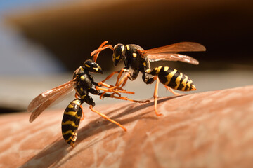 2 wasp are fighting for their territory in the spring macro  - 774154321