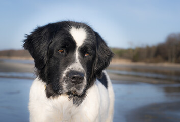 Jõesuu, Estonia - March 28 2024: Head portrait of a 11 years old female Landseer. Giant water rescue breed dog at the sea. Baltic sea background. Sunny spring day. Experienced expression of the dog.