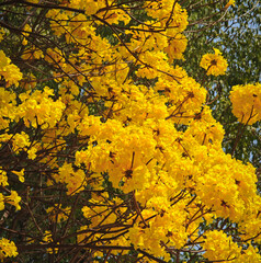 golden flower , Tabebuia chrysantha