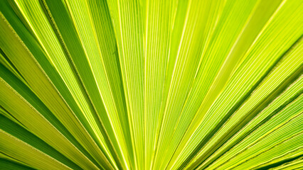 Close up of Palm leaf. Green palm tree leaf close up background - obrazy, fototapety, plakaty