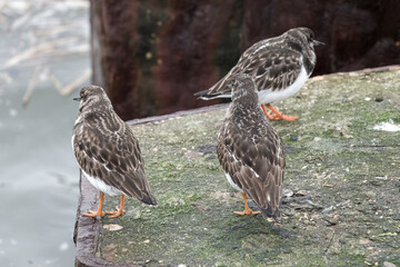 turnstones areneria interpres perched on a sea defence wall