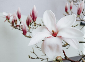 Magnolia © Izabela