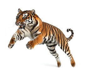 Obraz premium Fierce tiger pouncing forward with open jaws
