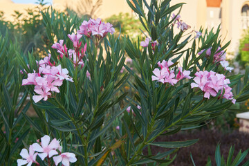 Vibrant Pink Nerium Oleander Blooms, Mediterranean Shrub in Summer Garden