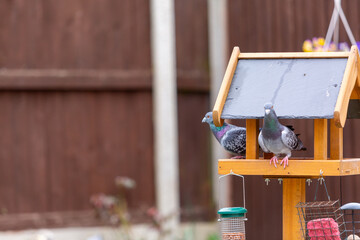 Pigeon on a bird feeder, Image shows the wild bird on a wooden garden bird feeder with two pigeons 