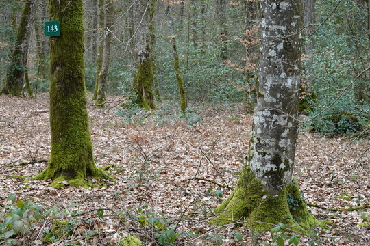 Numérotation forestière sur un arbre dans une forêt
