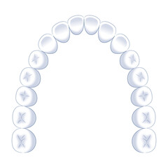 Obraz premium 大人の歯列