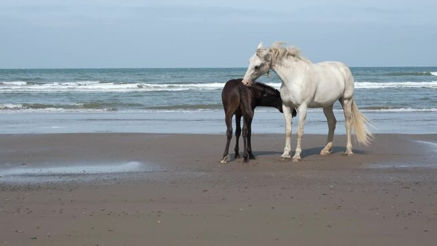 The mare teaches the foal to take care of the skin and coat. They stand on the seashore and clean each other.