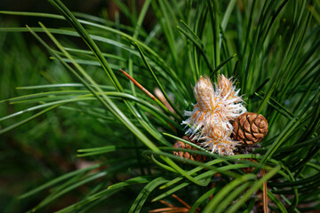 Pine tree detail