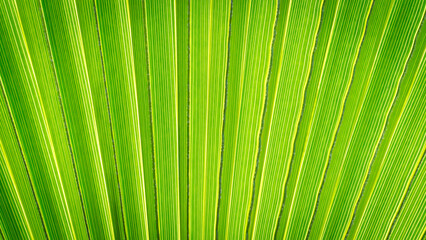 Obraz premium Close up of Palm leaf. Green palm tree leaf close up background