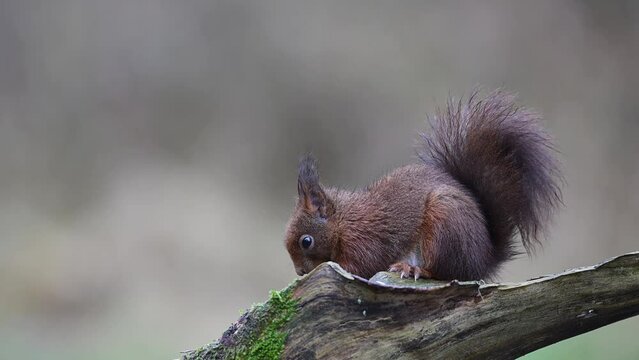 Red squirrel climbs on dead branch and searches for hidden hazelnuts, european red squirrel, winter, north rhine westphalia, (sciurus vulgaris), germany