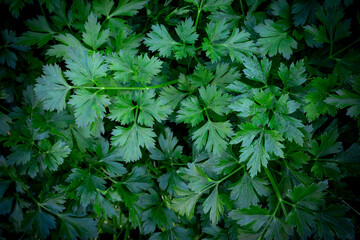 Punch. Background of parsley leaves for publishing, website design on a culinary theme, poster, calendar, post, screensaver, wallpaper, cover