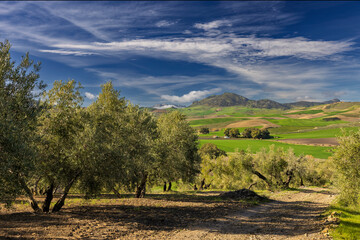 Landschaft bei Olvera, Andalusien, Spanien, Olivenbaeume 
