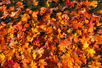 Autumn. Multicolored maple leaves lie on the grass. Top view,