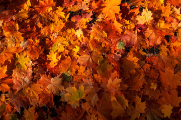 Autumn. Multicolored maple leaves lie on the grass. Top view, - 774167338