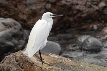 little egret, (Egretta garzetta), resting on one leg, on a big rock, with volcanic rocks backround, in Tenerife, Canary islands 