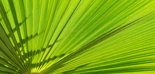 Obraz premium Close up of Palm leaf. Green palm tree leaf close up background