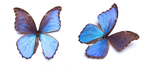 blue butterflies isolated on white background - 774168718