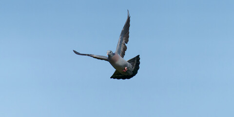 pigeon Colombin en vol