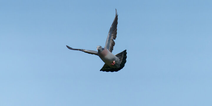 pigeon Colombin en vol