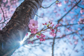 桜と光