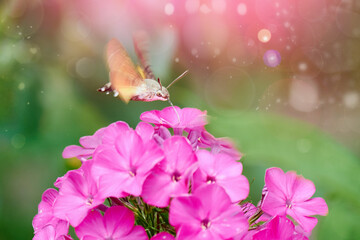 Hummingbird hawk-moth feeding on nectar from purple phlox flowers. Magical Nature photography....