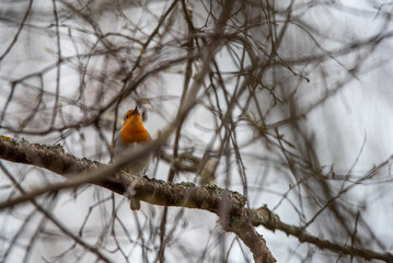 European robin (Erithacus rubecula) on branch