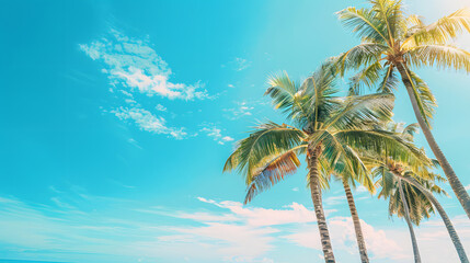 Fototapeta na wymiar Palm trees and the bright blue sky as the background
