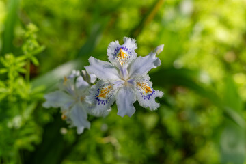 晴れた日のシャガの花