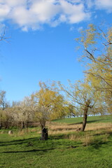 A group of trees in a field