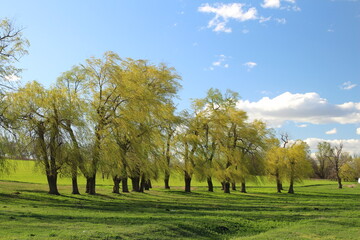 A group of trees in a field