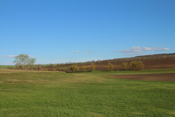 Fototapeta premium A field with trees and blue sky