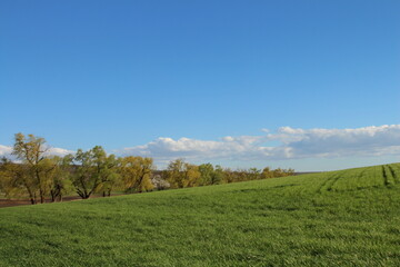 A grassy field with trees and blue sky