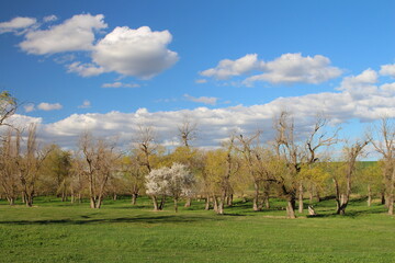 Fototapeta premium A grassy field with trees and blue sky