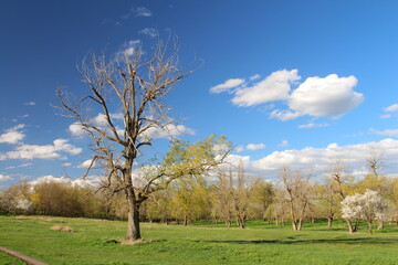 A tree in a field