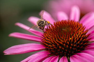 A wasp harvesting pollen on a coneflower (Echinacea) with pink petals in full bloom