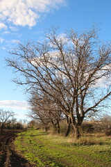 A tree with white blossoms