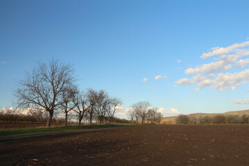 A group of trees in a field