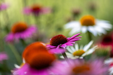 A pink coneflower (Echinacea) in full bloom with others in blurred foreground and background