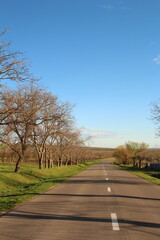 Fototapeta premium A road with trees on either side
