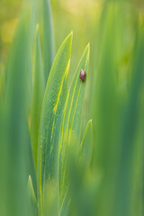 Small snail animal on grass stem. Macro spring background - 774173906