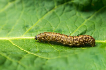 Larvae of Turnip moth, agrotis segetum night butterfly animal on leaf. Pest macro background - 774173921